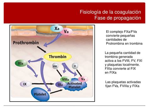 Ppt Fisiolog A De La Coagulaci N Powerpoint Presentation Free