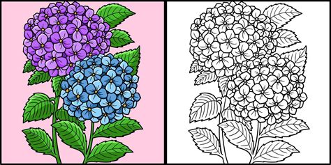 Flor De Hortensia Para Colorear Ilustración Coloreada 8823170 Vector En