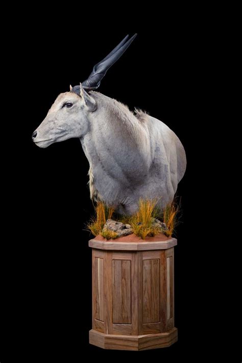 Eland Taxidermy South Africa Get Eland Trophy Quote