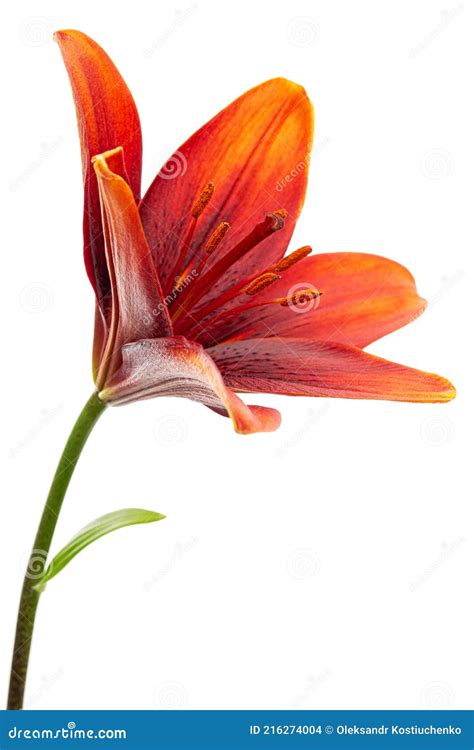 Dark Burgundy Flower Of Lily Isolated On White Background Stock Photo