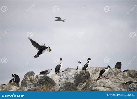 Beautiful Shots of a Migratory Birds in Antarctica Stock Image - Image of shots, birds: 121969415