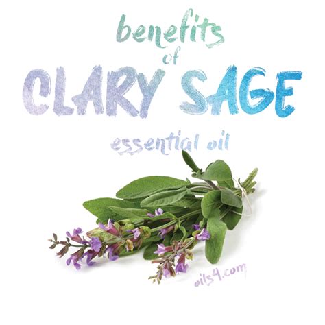 Clary Sage Essential Oil Benefits Hormones Mostly In Women Clary Sage