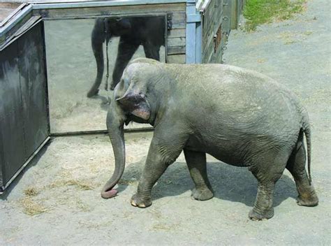 Elephant Self Awareness Mirrors Humans Live Science