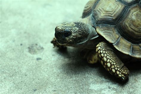 Free Images Animal Wildlife Pet Green Sea Turtle Reptile Fauna