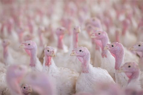 Step By Step Guide To Turkey Farming A Beginners Guide