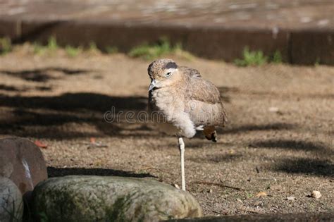 Bush Stone Curlew In Queensland Australia Stock Image Image Of Birds