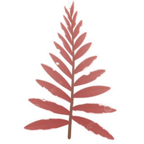 Redwood Tree Leaves PNG Vector PSD And Clipart With Transparent