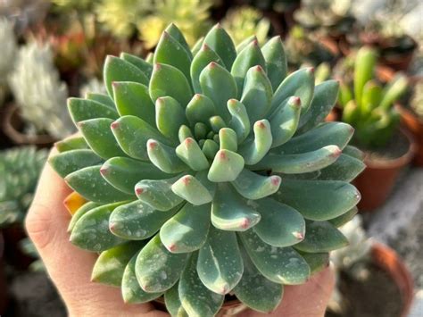 Echeveria Blue apple pote 09 Suculindas da Ioiô