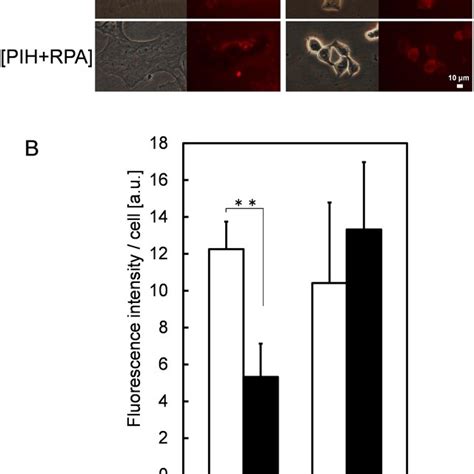 The Effect Of Sfc On The Tumor Specificity Of Ala Pdt Cell Viability