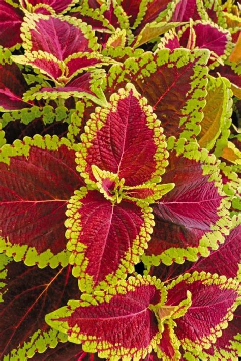 Solenostemon Scutellarioides Main Street Alligator Alley Coleus