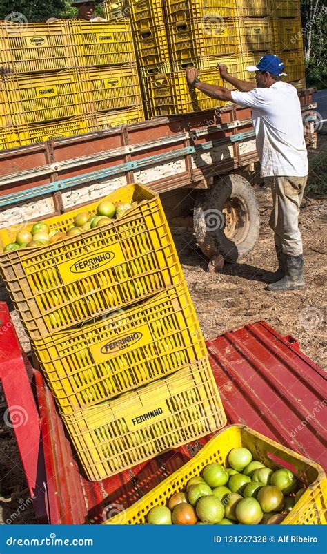 Worker Loading Tomato On Truck Editorial Stock Photo Image Of Nature