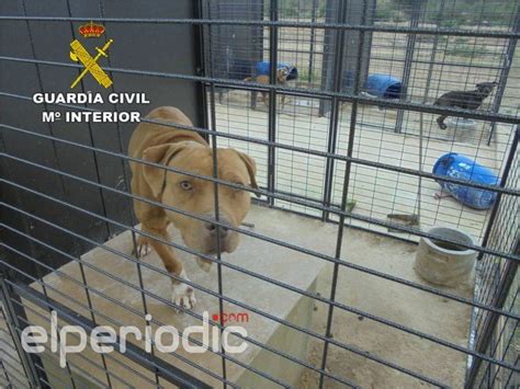 La Guardia Civil Detecta Un Criadero Ilegal De Perros Potencialmente