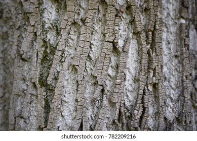 Acer Saccharinum Bark Close Stock Photo 782209216 | Shutterstock