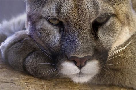 The Eastern Cougar Is No More - The Lab World Group
