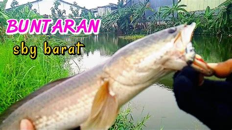 Surganya Predator Gabus Bikin Betah Mancing Disini Siriphiu YouTube