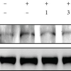 Luteolin Inhibited Inflammatory Mediator Expression And Increased