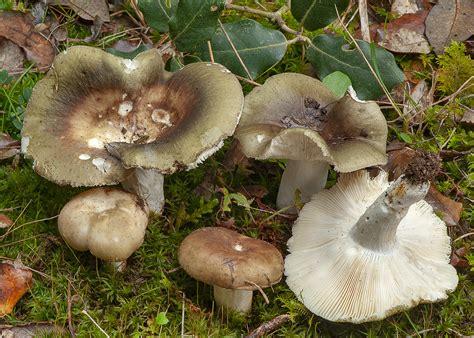 Russula Heterophylla Sociedad Micológica Barakaldo