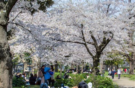 Sakura 2017: Hibiya Park – Lakbayer