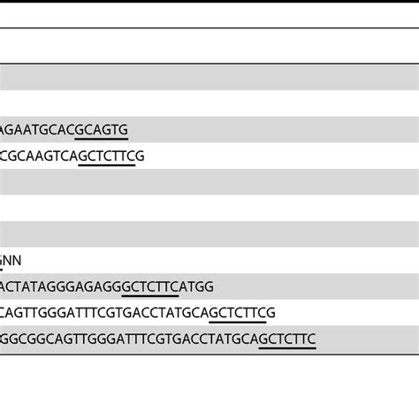 In vitro transcription and reverse transcription (IVT- RT). (A ...
