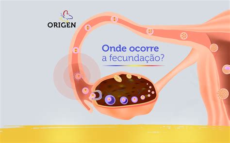 Onde Ocorre A Fecunda O Cl Nica Origen Fertiliza O In Vitro