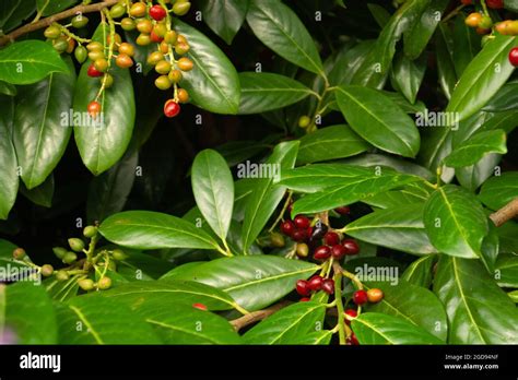 fruits and leaves of the common laurel hedge in the ornamental garden ...