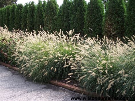 Hameln Dwarf Fountain Grass Wilson Nurseries