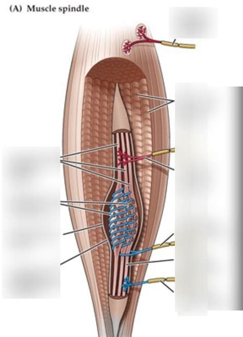 Muscle Diagramm Diagram Quizlet