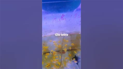 Glo Fish Youtube