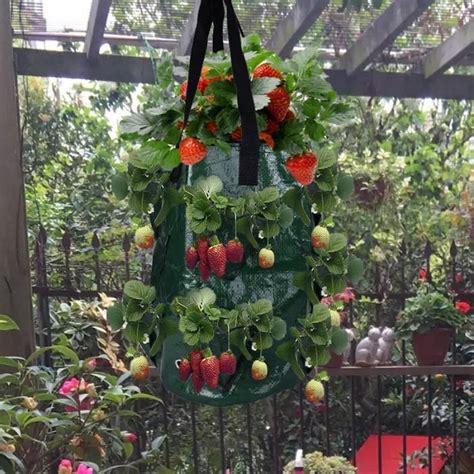 Vert Trous Sacs De Plantation Suspendus De Fraises Et De Tomates