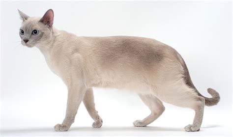 Tonkinese Cat Breed Information Vetstreet Vetstreet