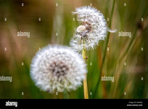 Dandelion seed dispersal hi-res stock photography and images - Alamy