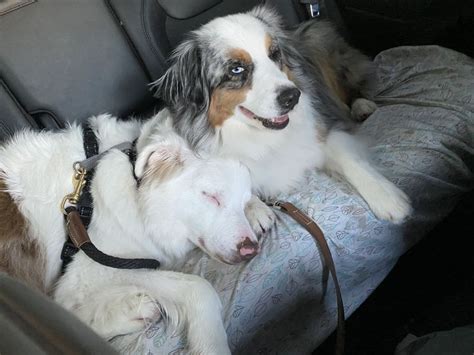 Love Each Other Dogs Animals Love Each Other
