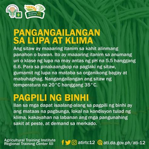 A quick guide to producing sitaw – Agriculture Monthly