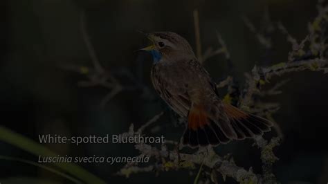 Mark Constantine On Twitter Song Of A White Spotted Bluethroat