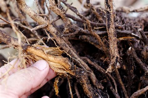 What Are Root Rot Symptoms Causes Treatment Prevention