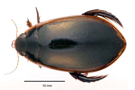 Cybister tripunctatus image