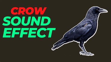 Crow Sound Effect No Copyright Crow Noises Crow Sounds Hq Crow