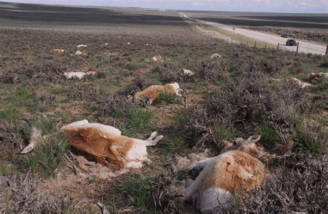 Path Of The Pronghorn At ‘high Risk’ Of Being Lost New Analysis Finds Wyofile