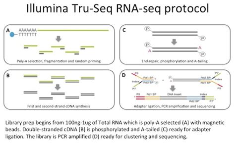 An Introduction To Rna Seq Bitesize Bio