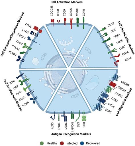 Dynamics Of Whole Transcriptome Analysis WTA And Surface Markers