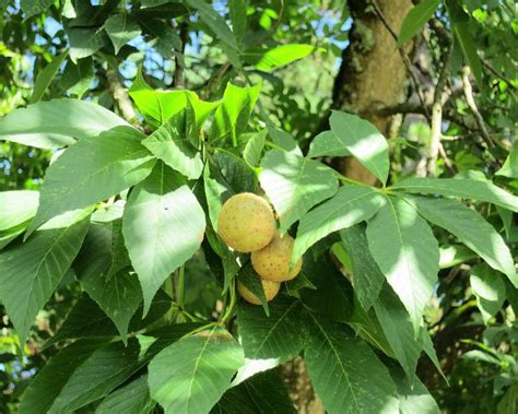 What Is A Buckeye Tree With Pictures