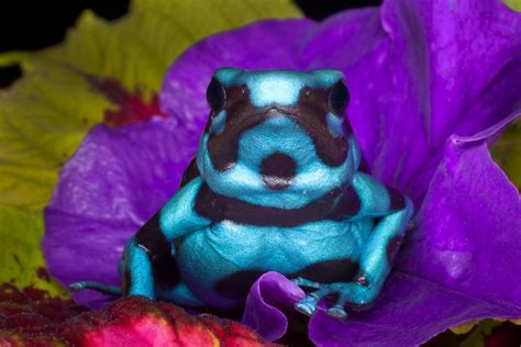 Blue Animals Jim Zuckerman Photography And Photo Tours