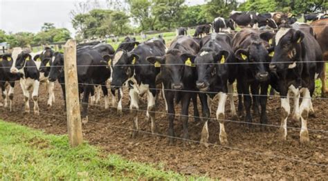 Brasil Tem Mais Boi E Vaca Do Que Gente Portal Rondon