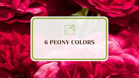 6 Peony Colors To Brighten Up Your Gardens Borders Plant America