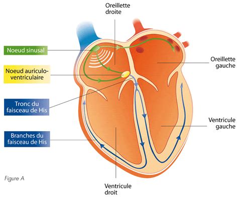 Comprendre Lecg Lectrocardiogramme Un D Fi Os Actusoins