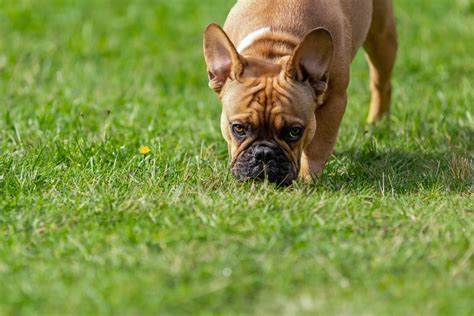 Por que cachorro come grama Entenda Qualitá Qualitá