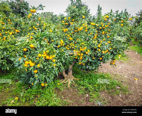 Tangerine orange farm in Jeju island, South Korea Stock Photo - Alamy