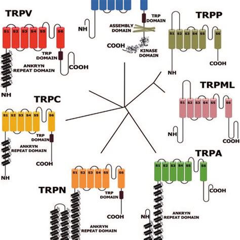 Phylogenetic Tree Of Trp Channels Thermotrp Channels Are Indicated