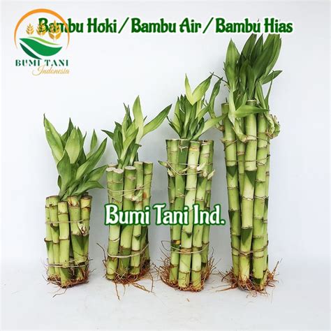 Jual Bambu Hoki Bambu Rejeki Lucky Bamboo Bambu Air Bambu Hias