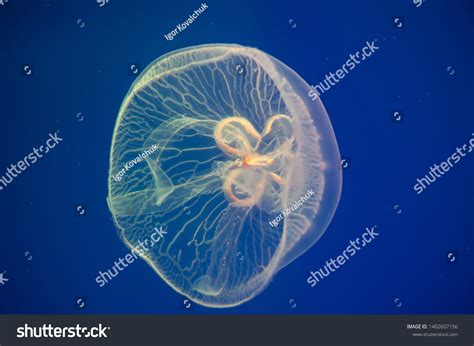 Aurelia Aurita Over 2947 Royalty Free Licensable Stock Photos